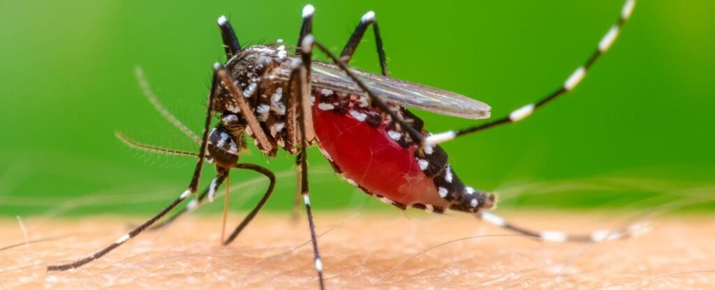 Chikungunya