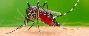 Chikungunya